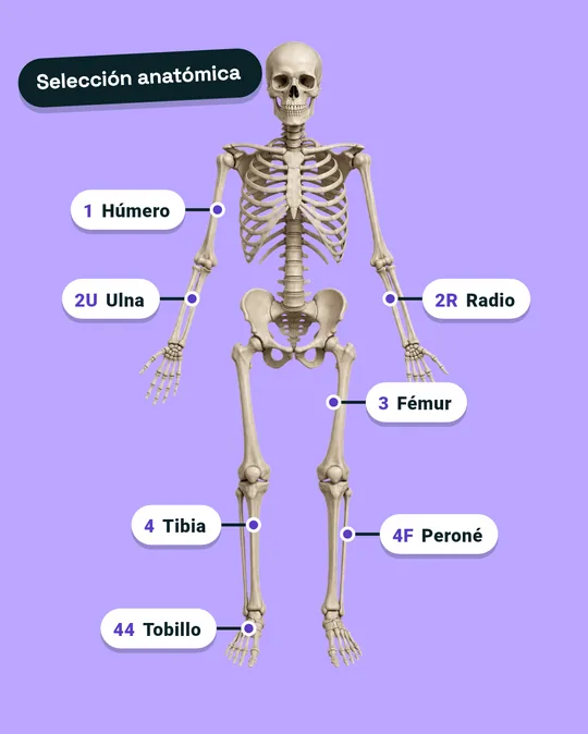 Selección anatómica para clasificar fracturas AO/OTA
